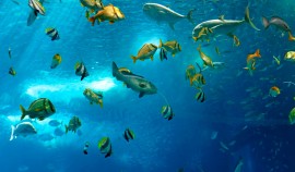 Потепление климата способствовало уменьшению размеров морских рыб