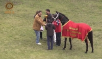 Скакуны из ЧР заняли первые и призовые места на розыгрыше Большого татарстанского приза (Дерби)