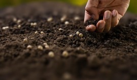 Россельхознадзор выявил 20 нарушений при посеве семян в Чеченской Республике| грозный, чгтрк