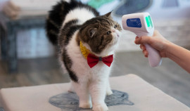 В Таиланде зарегистрирован случай заражения COVID-19 от кошки