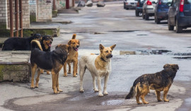 В Госдуме призвали ввести ответственность для чиновников на фоне нападений бездомных животных