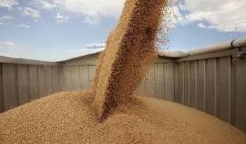 Россельхознадзор выявил нарушения при декларировании зерна на сумму 14,6 тыс. тонн| грозный, чгтрк