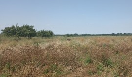 В селе Герзель Гудермесского района выявили зарастание сельхозугодий