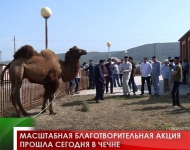 Масштабная благотворительная акция прошла сегодня в Чечне