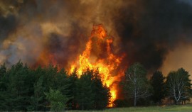 Спасатели рассказали, что делать при пожаре в лесу
