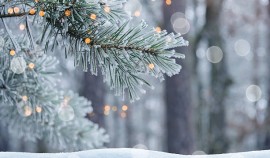 В Шатойском районе проводятся рейды против незаконной вырубки хвойных деревьев