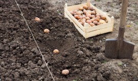 Сажать картошку в этом году собираются 4 из 10 владельцев земельных участков