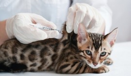 Вакцинация домашних животных от COVID-19 началась в ряде регионов России