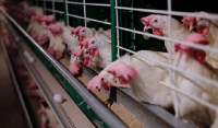 Россельхознадзор: Чечня не занимается экспортом птицы в Белоруссию