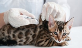 Россия зарегистрировала первую и единственную в мире вакцину против COVID-19 для животных