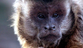 Случаев оспы обезьян в стране не выявили