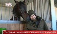 Спасенная Кадыровым лошадь резвится в вольере