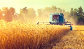 РСХБ в 1,5 раза нарастил поддержку экспортёрам зерновых культур с 2021 года