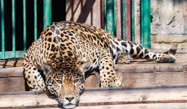 Президентский фонд природы объявил конкурс экологических проектов 2026 года