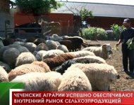 Чеченские аграрии успешно обеспечивают внутренний рынок сельхозпродукцией 