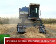 Чеченские аграрии завершают уборку риса