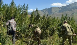 В Шаройском районе выявили и уничтожили два очага дикорастущей конопли