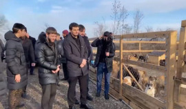 Хас-Магомед Кадыров посетил городские приюты для бездомных собак| грозный, чгтрк