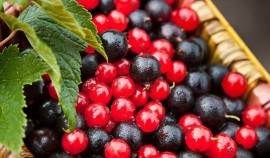 О полезных для здоровья ягодах рассказала диетолог Зоя Багданова