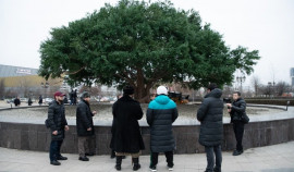 В Грозном установили точную копию оливкового дерева, в тени которого отдыхал Пророк Мухаммад ﷺ