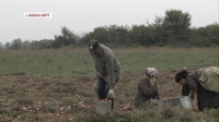 Урожай репчатого лука собрали чеченские аграрии  