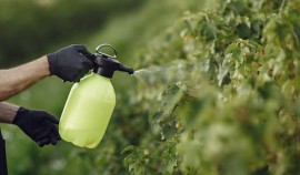 В ЧР прошли контрольные мероприятия Россельхознадзора в области применения пестицидов| грозный, чгтрк