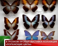 В Грозном пройдет выставка-коллекция «Порхающие цветы»