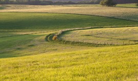 Россельхознадзор выявил и пресёк нарушение использования сельхозземли в Чеченской Республике| грозный, чгтрк