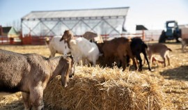 В Чеченской Республике пресечён незаконный ввоз животных и продукции животного происхождения