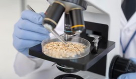 Зернобобовая продукция из Чеченской Республики успешно прошла проверку перед экспортом| грозный, чгтрк