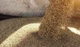 Недостоверное декларирование 5 тыс. тонн пшеницы выявлено в Чеченской Республике