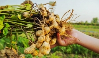 Чеченские ученые разработают технологию, позволяющую выращивать арахис в условиях региона 