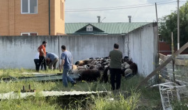 Более 700 жертвенных баранов вручили семьям погибших сотрудников Росгвардии