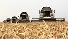 Валовой сбор зерна в 2024 году в ЧР ожидается на 100,8% больше по сравнению с прошлым годом