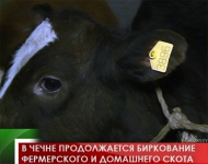 В Чечне продолжается биркование фермерского и домашнего скота