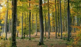 В Чеченской Республике восстановили около 700 га лесов