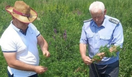 Россельхознадзор принял участие во Всероссийской акции «День борьбы с амброзией» в Грозном