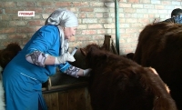 Ветеринарные службы Чечни  начали прививочную кампанию  