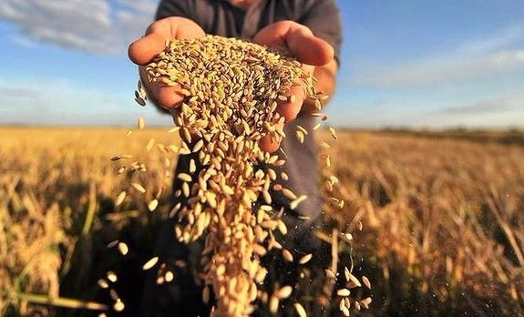 В ЧР в 2021 году получен рекордный урожай зерновых и зернобобовых культур
