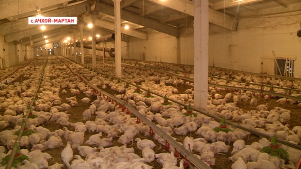 Ачхой-Мартановская птицефабрика успешно развивается в условиях импортозамещения