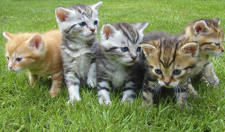 Российские ученые создают вакцину от аллергии на кошек