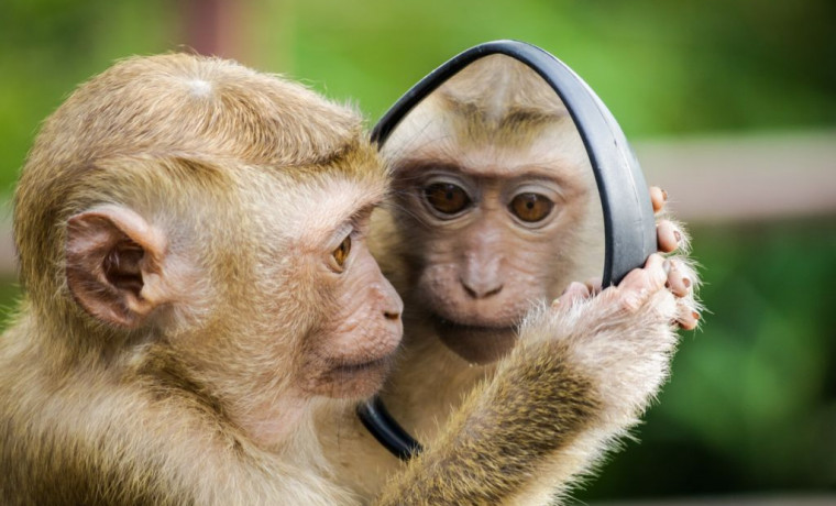 Врачи назвали неявные симптомы оспы обезьян