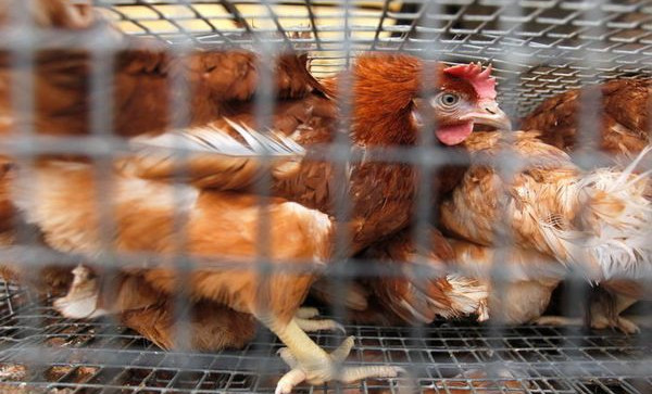 Верховный суд РФ запретил разводить сельскохозяйственных животных на садовых участках