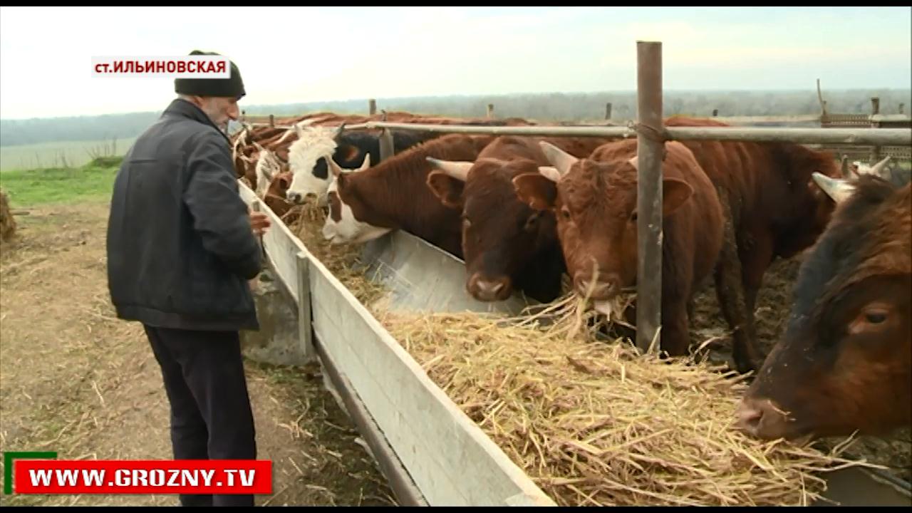 Желающие открыть фермерское хозяйство смогут получить гранты от российского Правительства