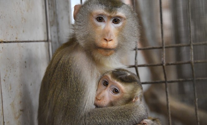 О самых опасных последствиях оспы обезьян рассказали в Роспотребнадзоре