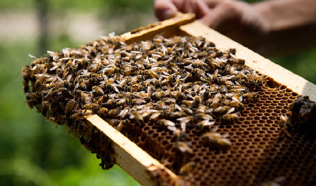 20 мая - Всемирный день пчёл