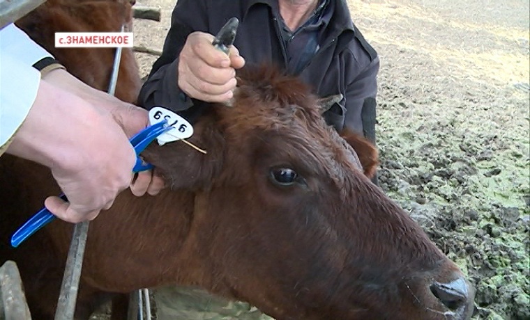 В Чечне продолжается кампания по биркованию и вакцинации мелкого и крупного рогатого скота 
