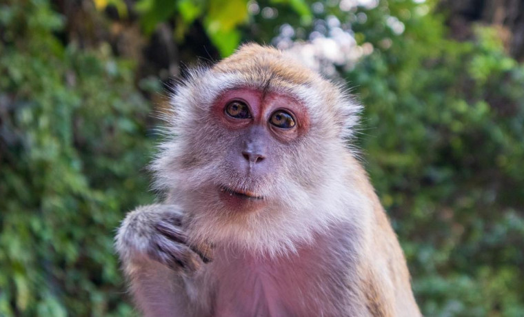 Стало известно о состоянии заболевшего оспой обезьян россиянина