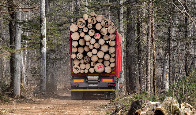 Владимир Путин поручил запретить вывоз необработанной древесины с 2022 года