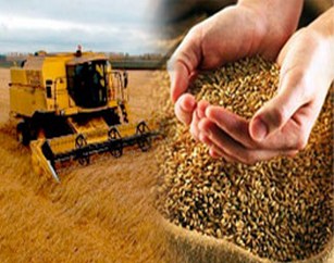 Аграрии ЧР планируют собрать свыше 250 тысяч тонн зерновых культур
